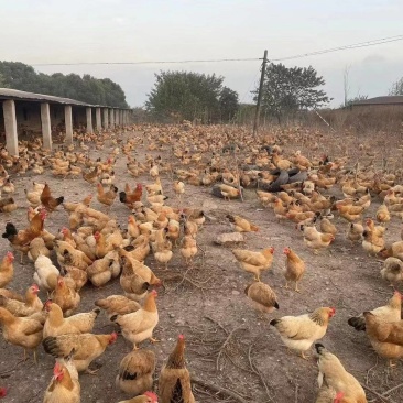 散养土鸡蛋,一斤13个左右,基地直供,批量优惠量大从优