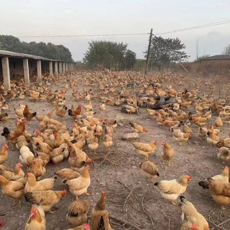 散养土鸡蛋，一斤13个左右，基地直供，批量优惠量大从优