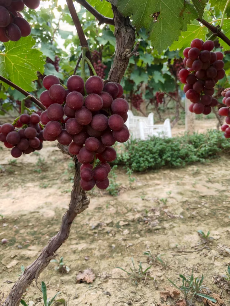 巨峰葡萄大量上市欢迎各地老板前来收购