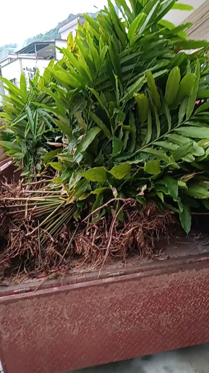长期有正宗阳春市超靓品种黄苗仔春砂仁苗出售