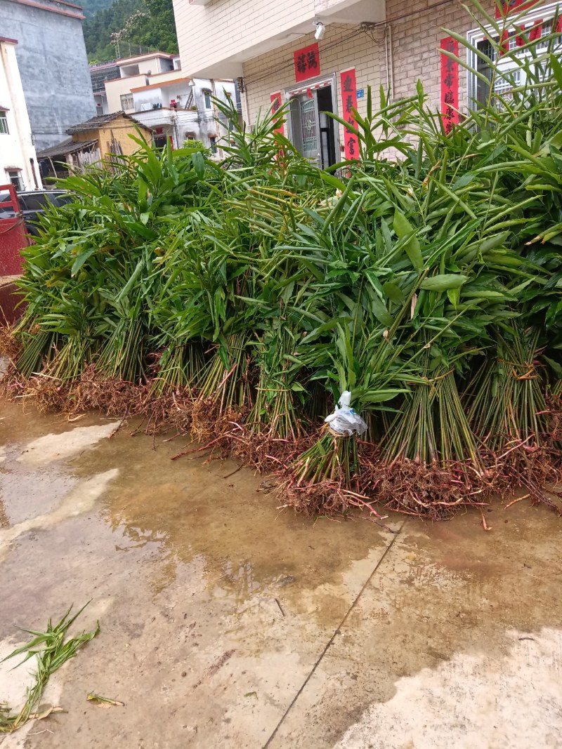 长期有正宗阳春市超靓品种黄苗仔春砂仁苗出售