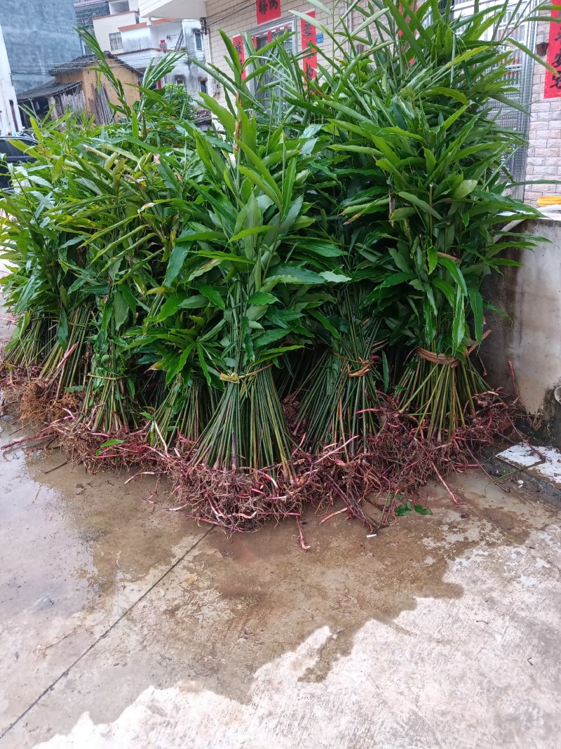 长期有正宗阳春市超靓品种黄苗仔春砂仁苗出售