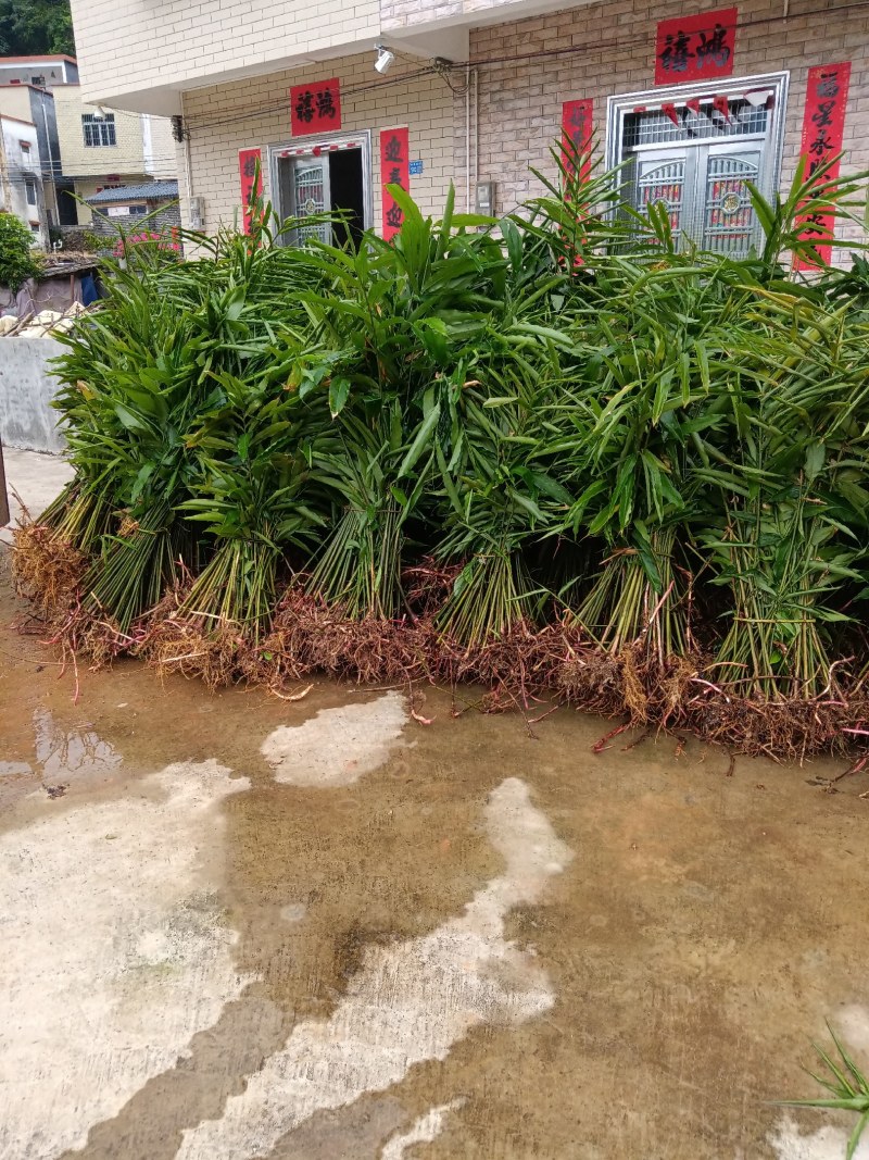 长期有正宗阳春市超靓品种黄苗仔春砂仁苗出售