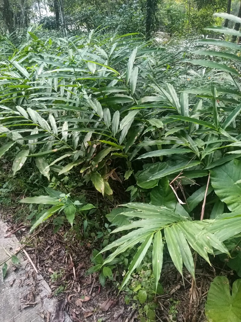 长期有正宗阳春市超靓品种黄苗仔春砂仁苗出售