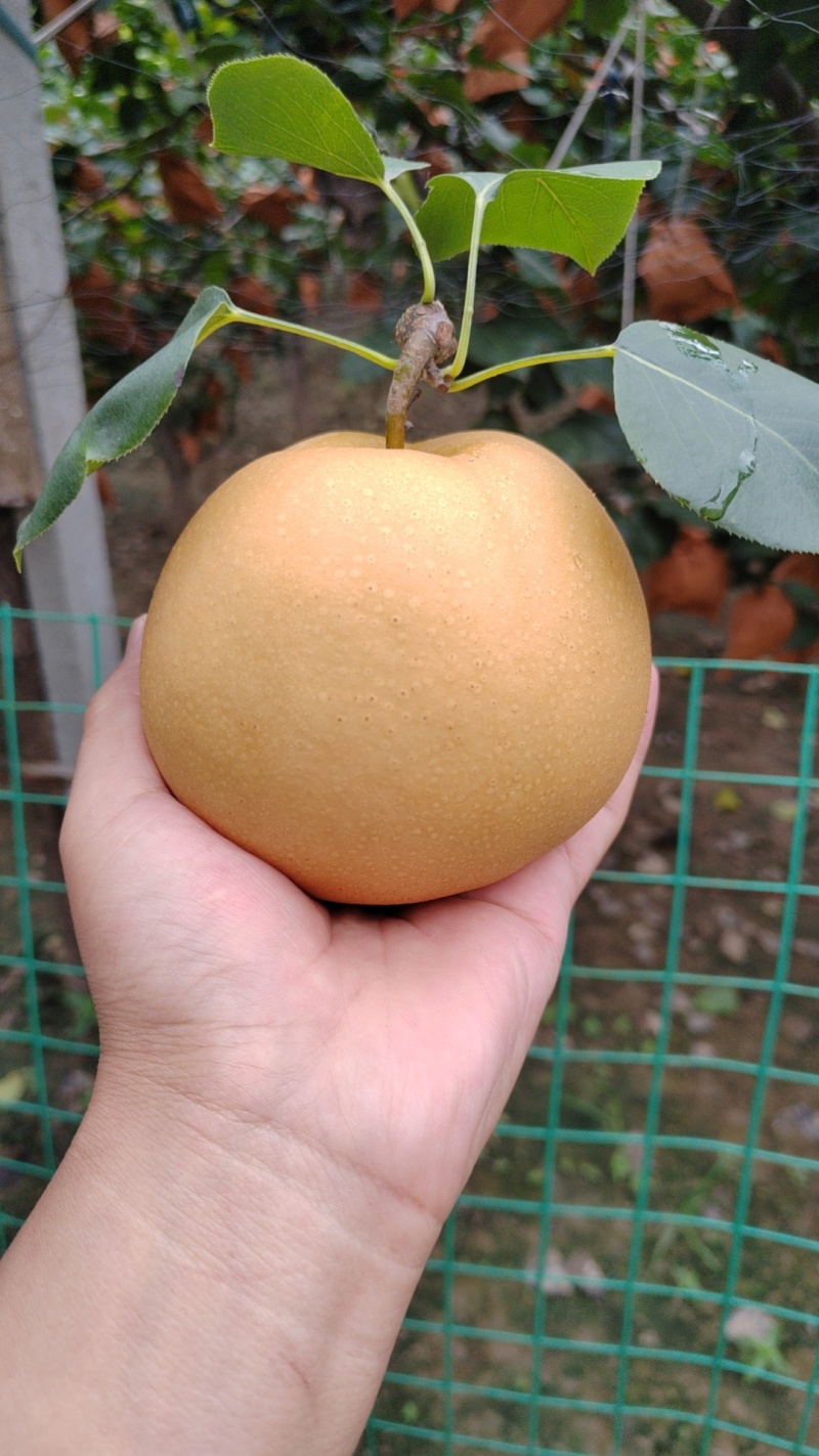 山东秋月梨