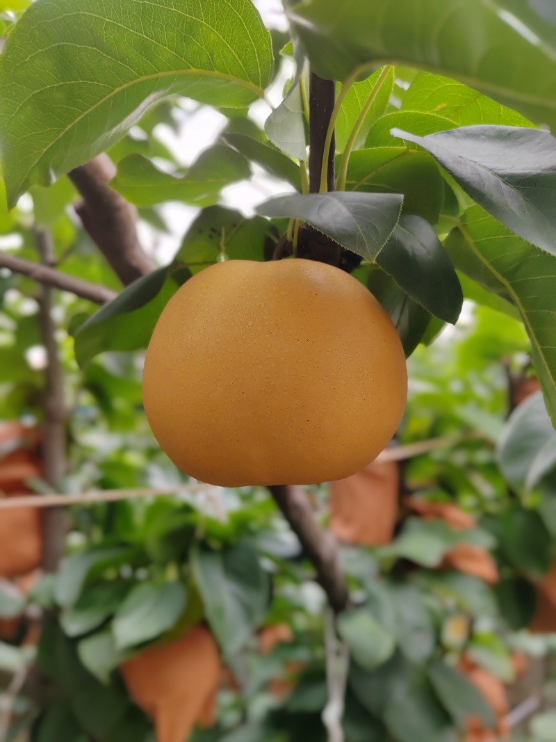 山东秋月梨