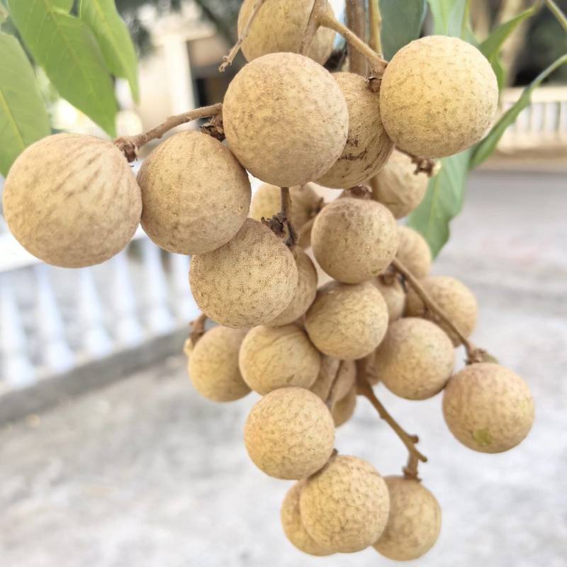 泸州桂圆