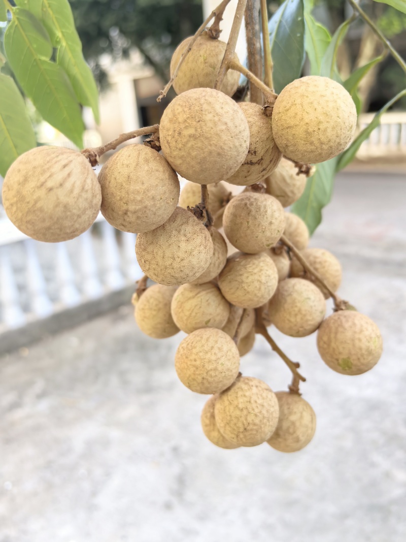 泸州桂圆