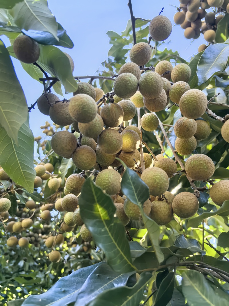 泸州桂圆