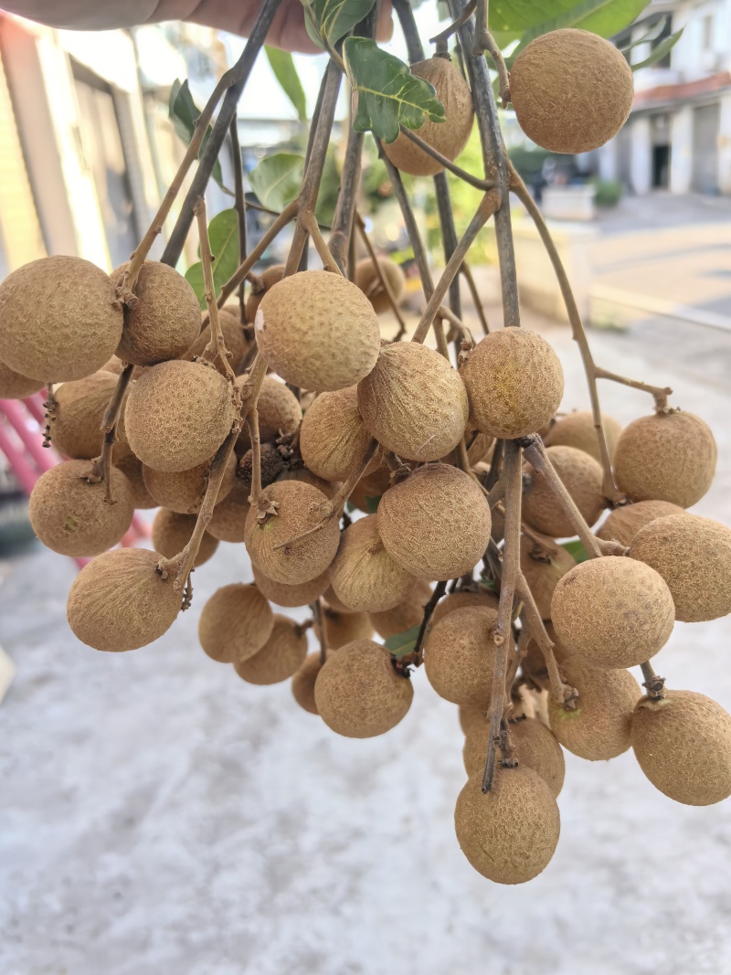 泸州桂圆