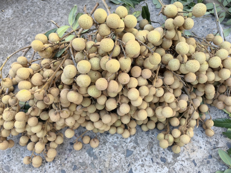 泸州桂圆