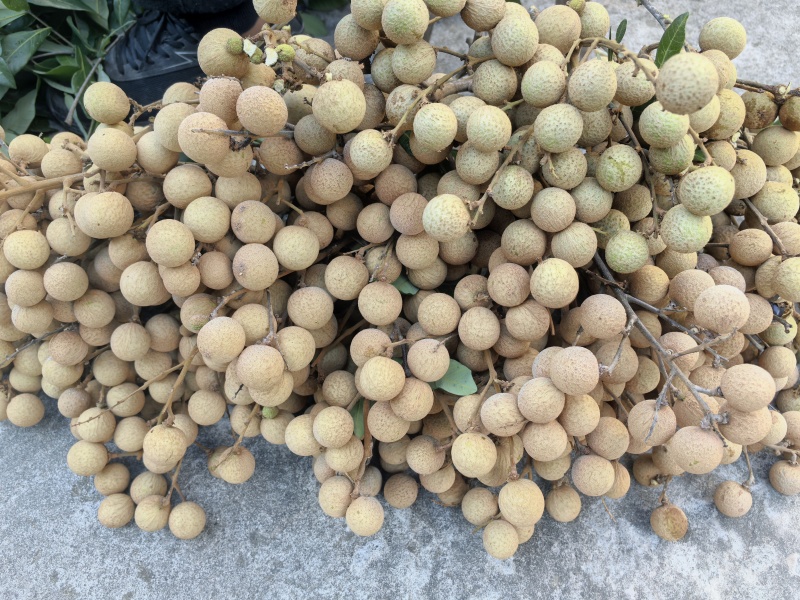 泸州桂圆