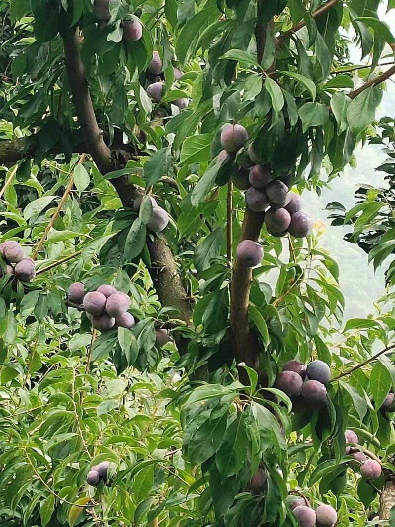 红翠李，脆甜多汁，口感爽脆，脱骨，唇齿留香