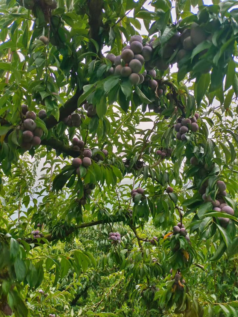红翠李，脆甜多汁，口感爽脆，脱骨，唇齿留香