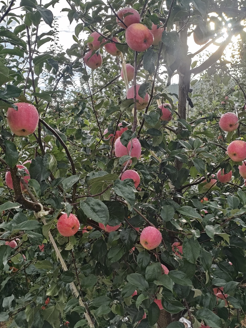 昭通丑苹果