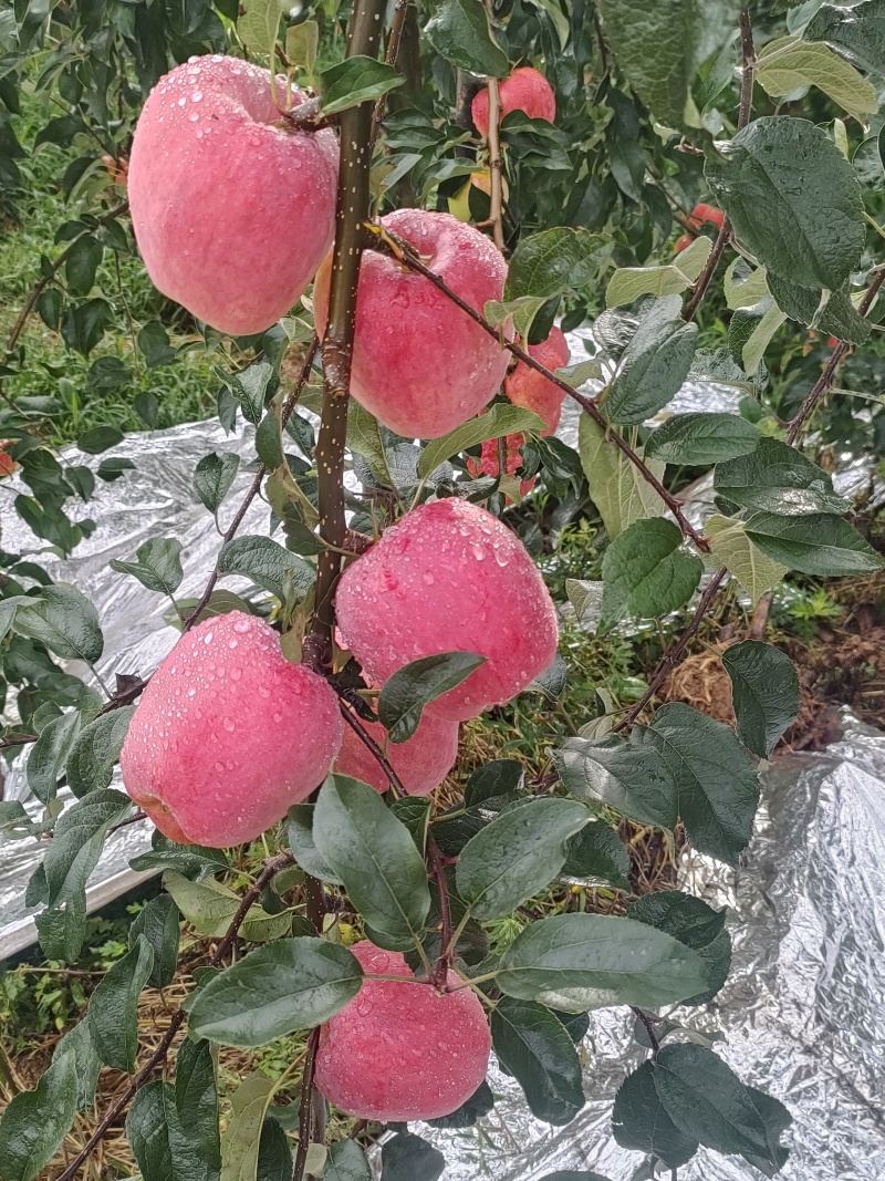 昭通丑苹果