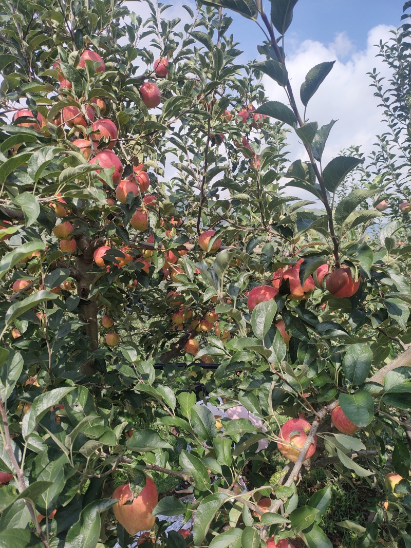 昭通丑苹果