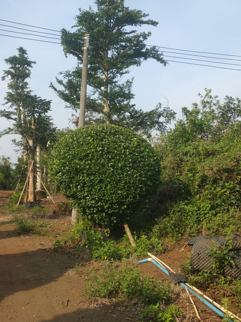 火山榕3-6m