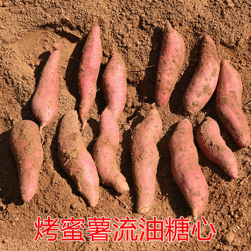 烟薯25，糖心流油，个大稀软，自己家种的，质量很好，来吧