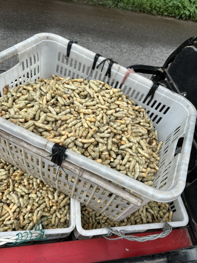大四轮小四轮红皮花生。红皮花生