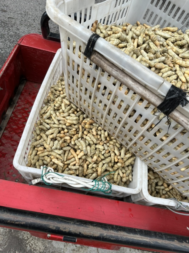 大四轮小四轮红皮花生。红皮花生