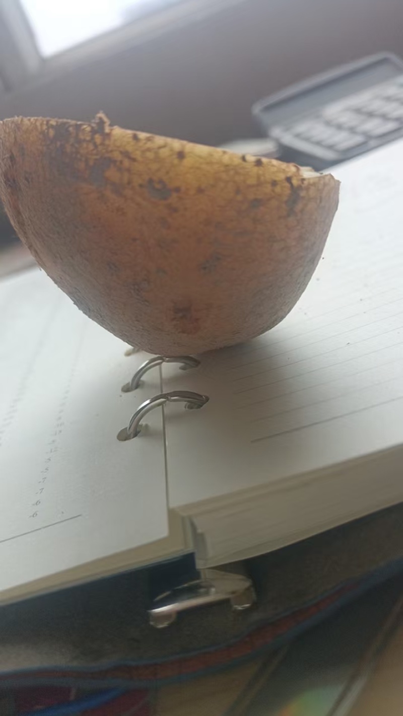 云薯304加工薯