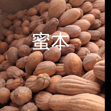 河南开封通许蜜本南瓜，货源充足，可视频看货质量有保证