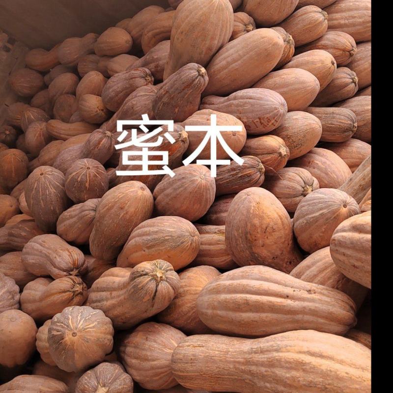 河南开封通许蜜本南瓜，货源充足，可视频看货质量有保证