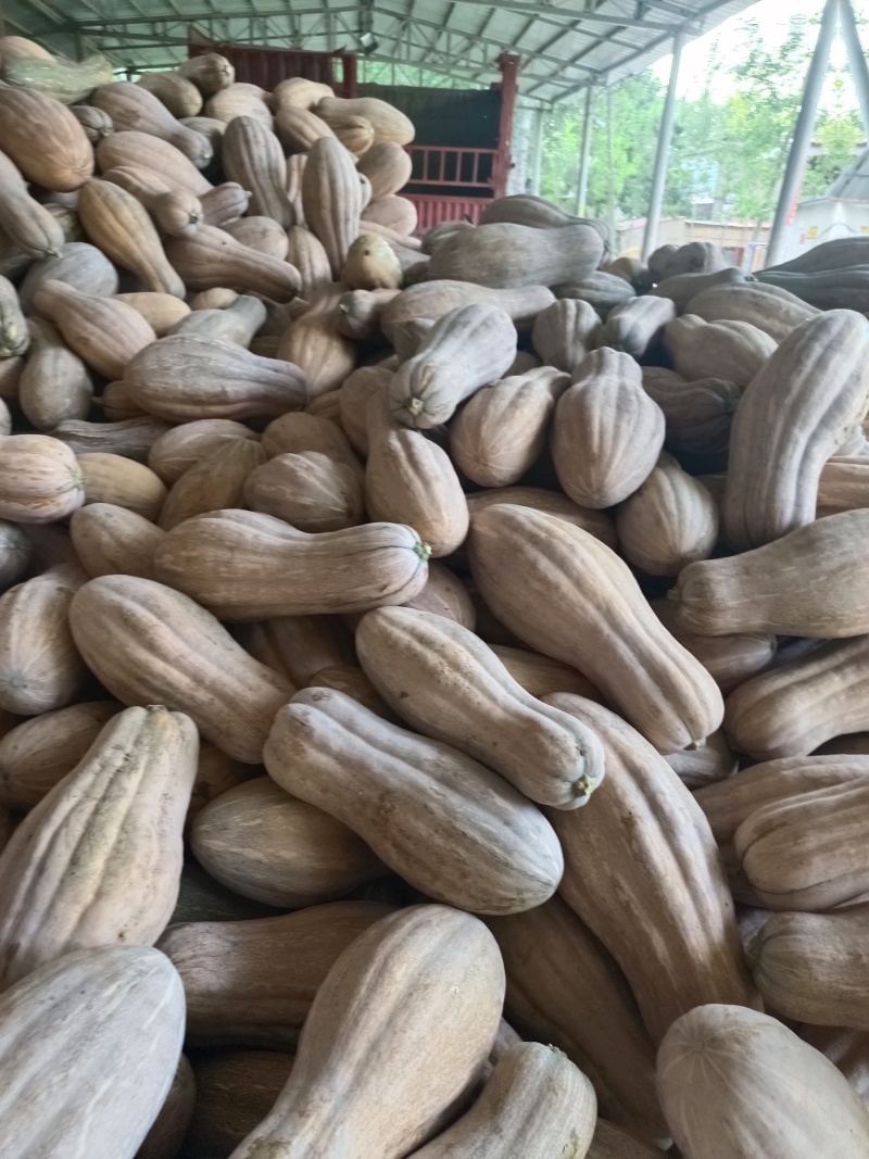 河南开封通许蜜本南瓜，货源充足，可视频看货质量有保证