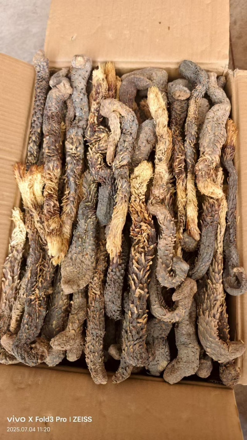 软质肉苁蓉