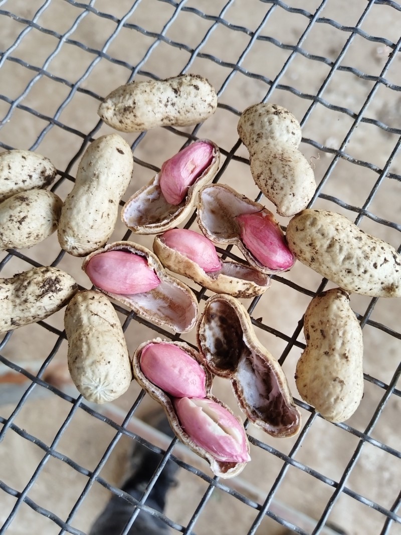 【精品】白沙花生，大白沙小白沙系列，新鲜现摘对接全国！