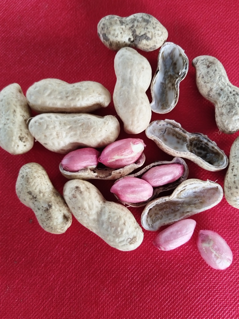 【精品】白沙花生，大白沙小白沙系列，新鲜现摘对接全国！