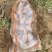 精选龙薯九河北基地直供质量保证一手货源规格齐全对接商超