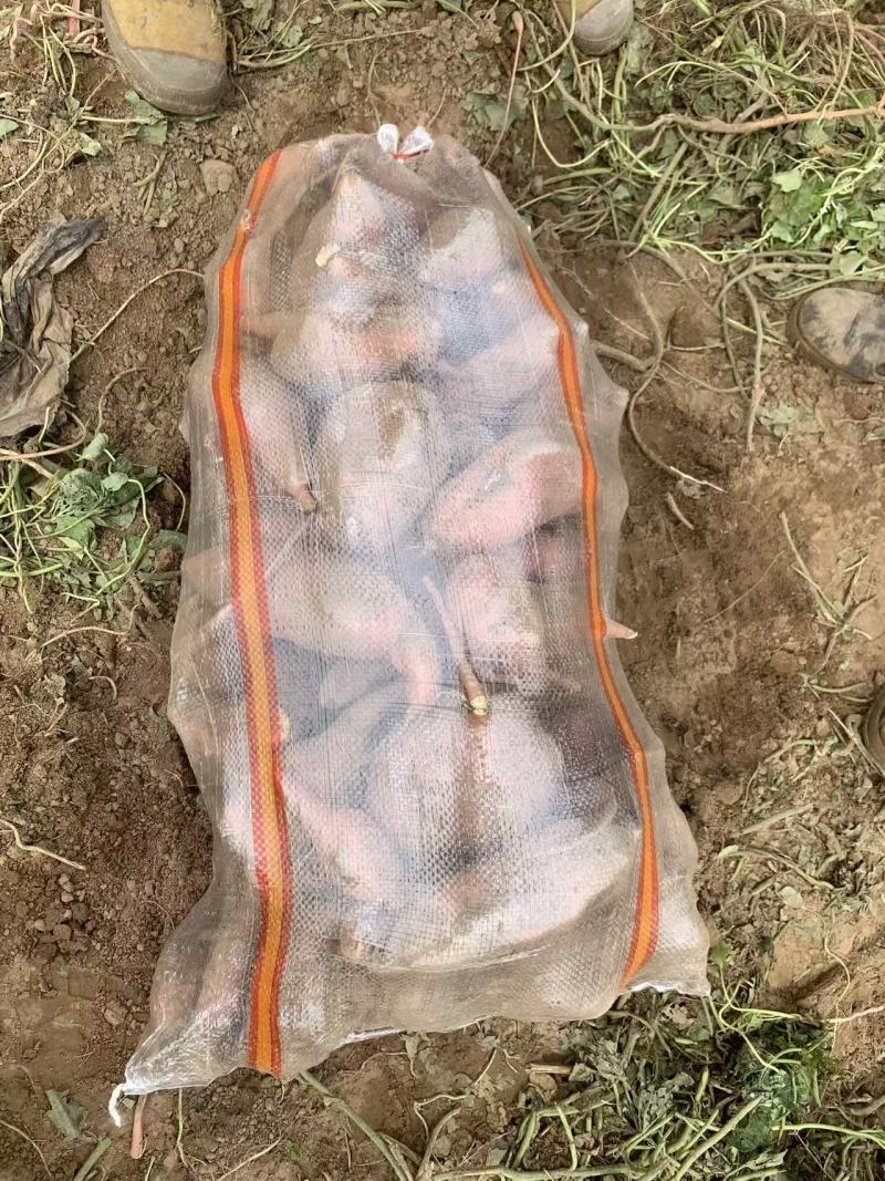 精选龙薯九河北基地直供质量保证一手货源规格齐全对接商超