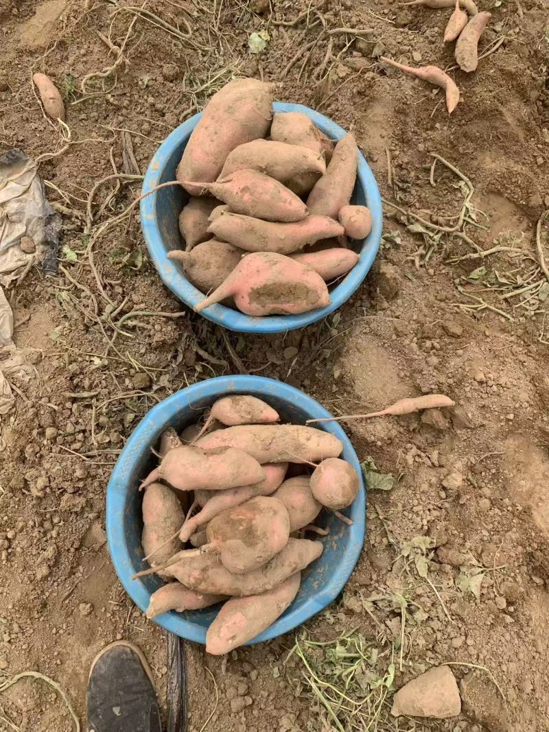 精选龙薯九河北基地直供质量保证一手货源规格齐全对接商超