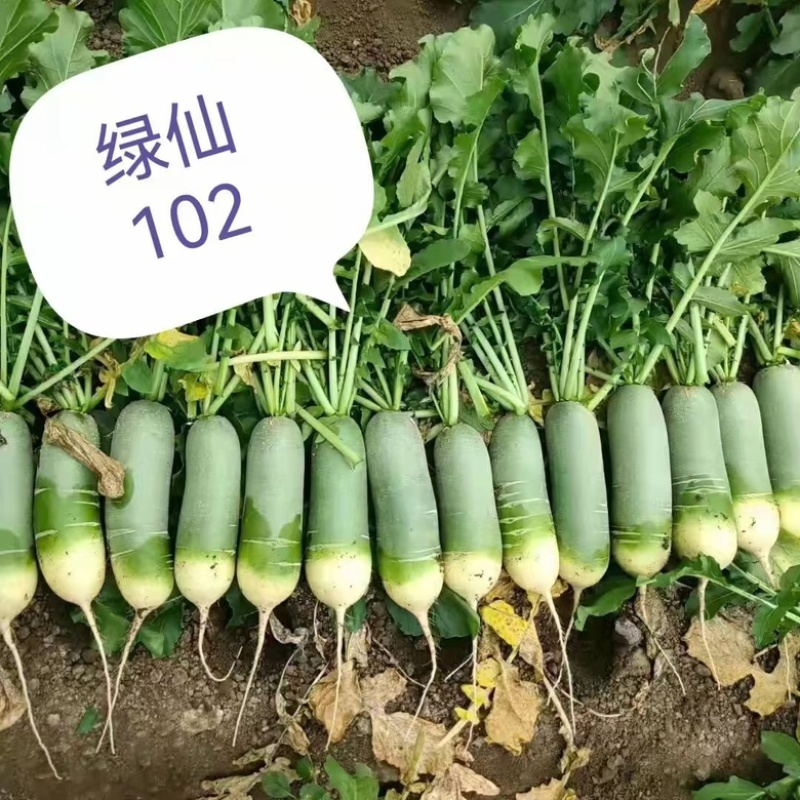 绿仙102水果萝卜种子甜脆品种种子