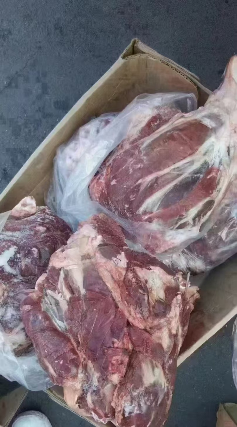 13厂牛前腱