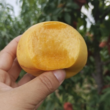 风味天后油蟠大量有货