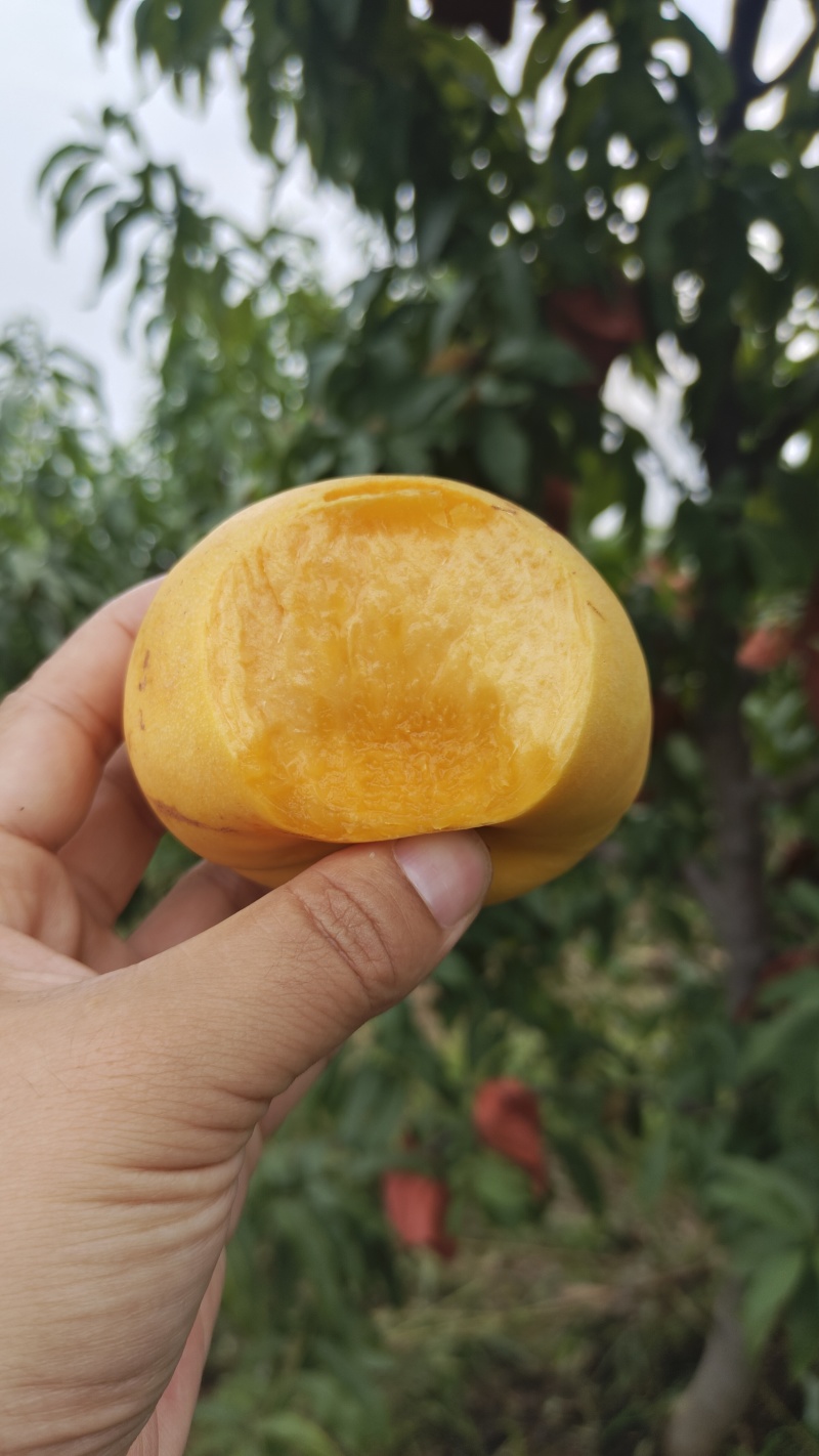 风味天后油蟠大量有货