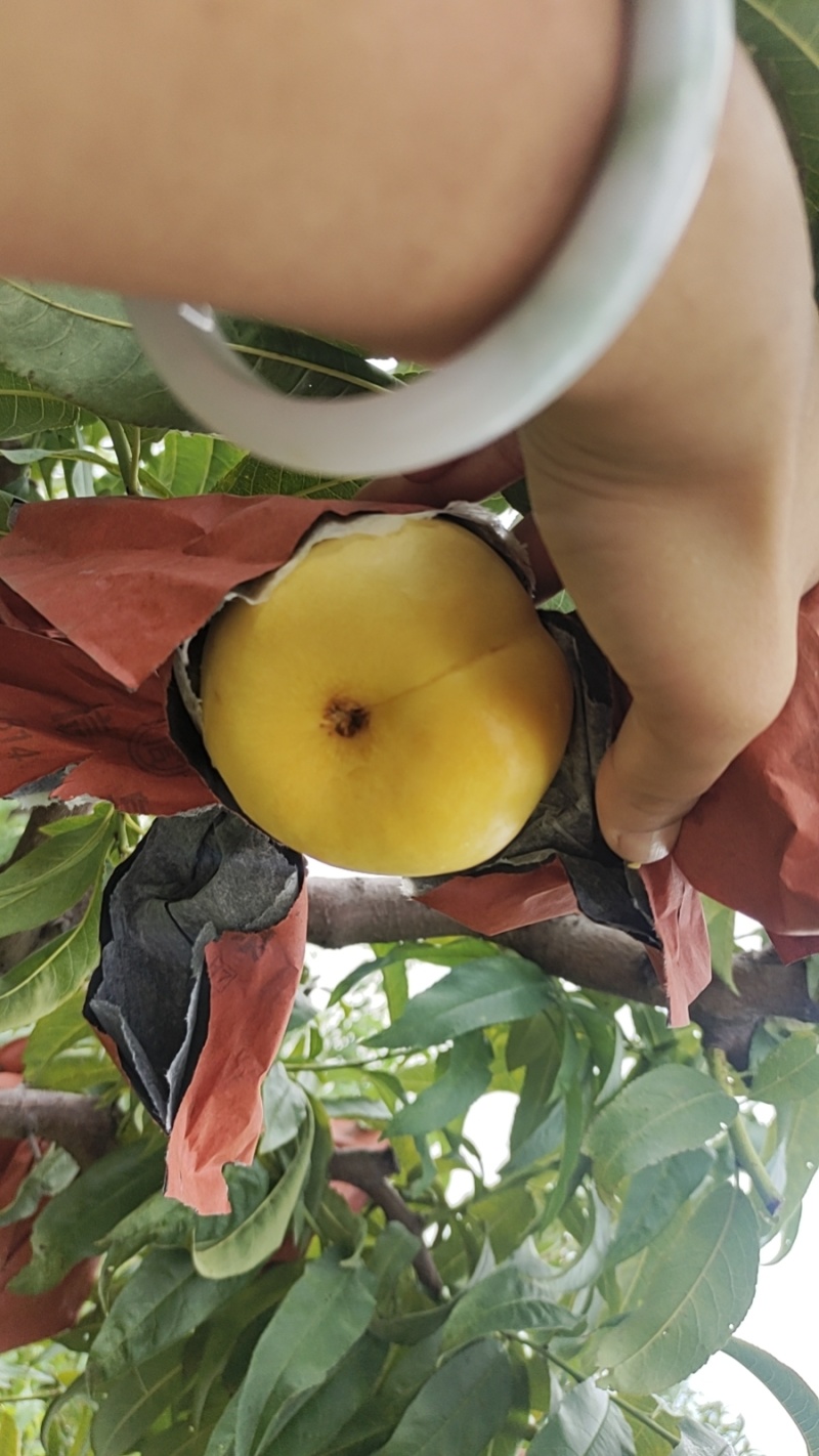 风味天后油蟠大量有货