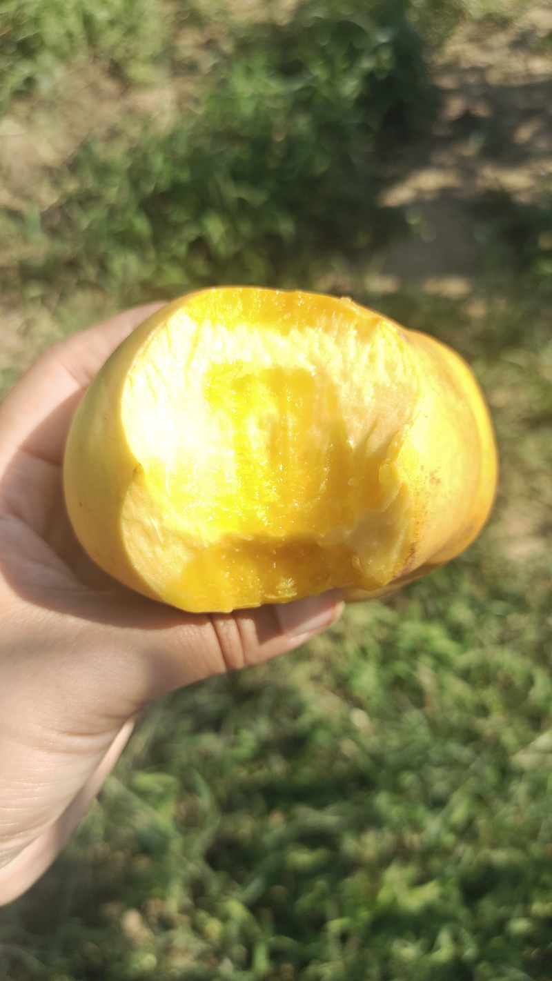 风味天后油蟠大量有货