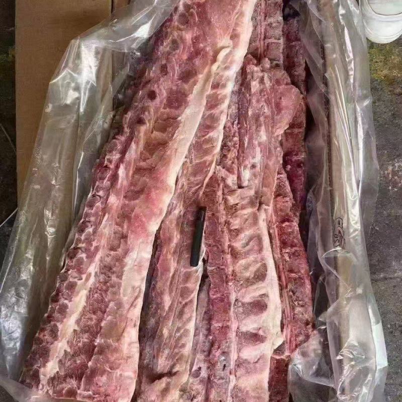 猪背骨