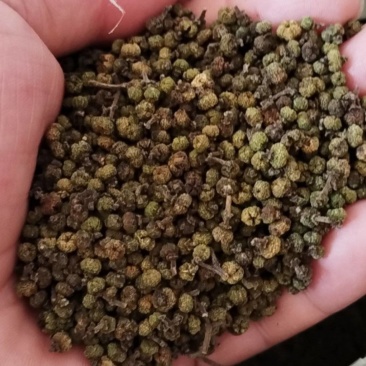 吴茱萸