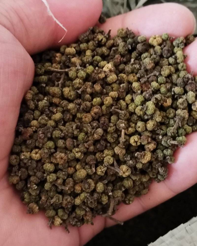 吴茱萸