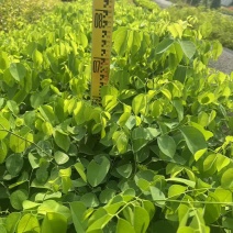 大红酸枝交趾黄檀大红酸枝基地直供量大价格优惠