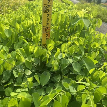 大红酸枝交趾黄檀大红酸枝基地直供量大价格优惠