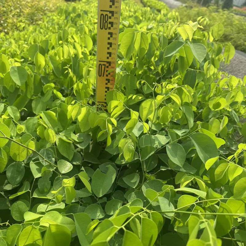大红酸枝交趾黄檀大红酸枝基地直供量大价格优惠