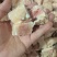 鸡腿块