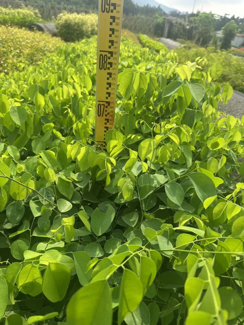 大红酸枝交趾黄檀大红酸枝基地直供量大价格优惠