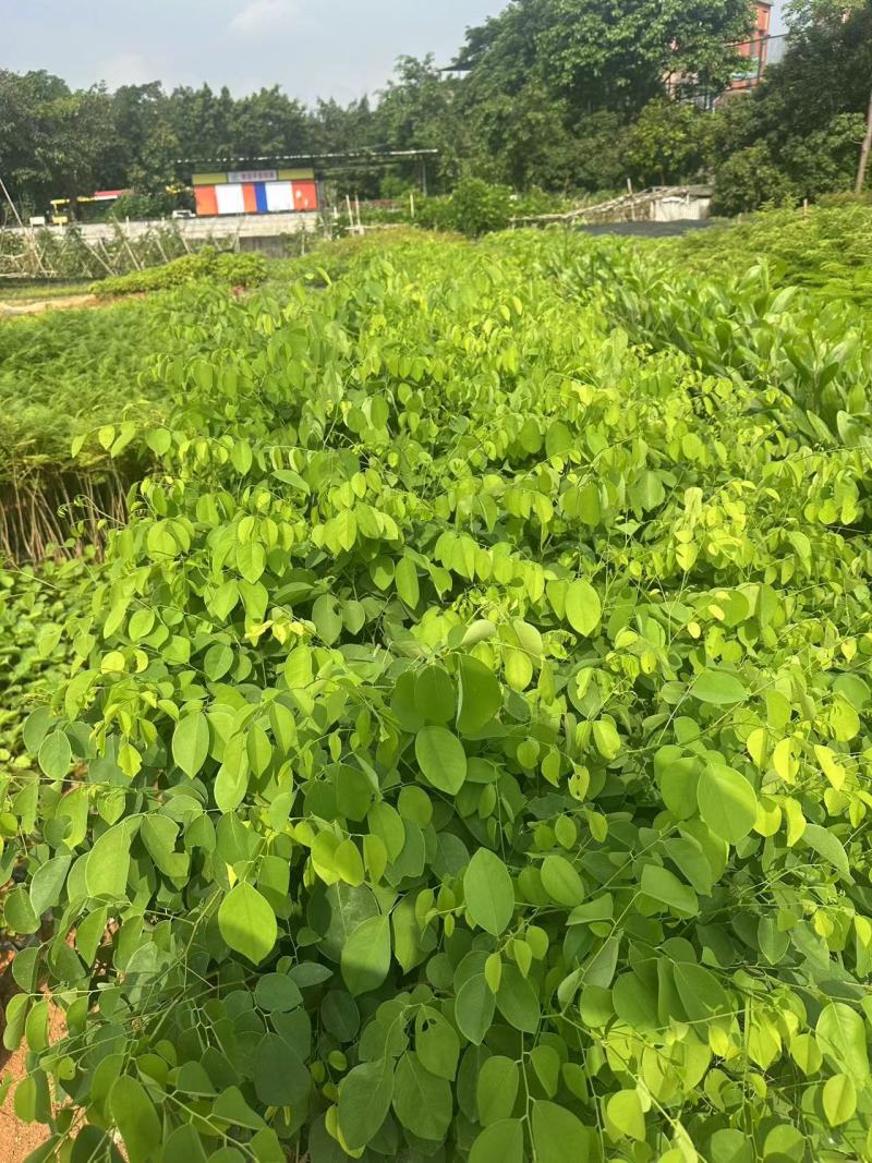大红酸枝交趾黄檀大红酸枝基地直供量大价格优惠